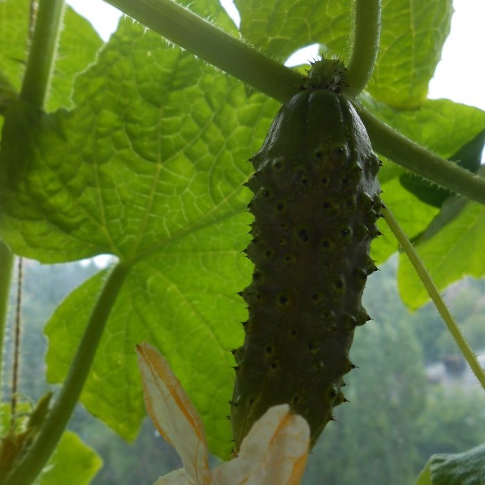 2 naa-access na paraan upang makontrol ang mga aphids sa mga pipino