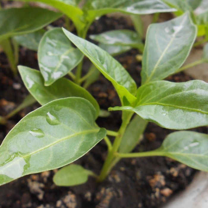 Fertilizante gratuito que aumentará el rendimiento de tomates, pimientos y pepinos.