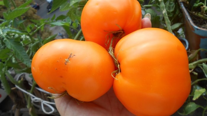 الأسمدة المجانية التي من شأنها زيادة إنتاجية الطماطم والفلفل والخيار