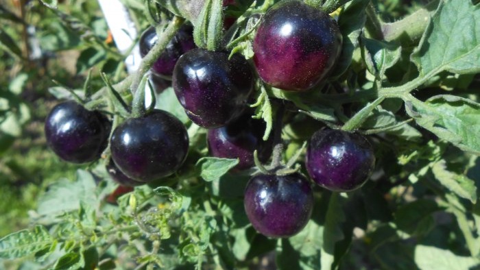 Gratis gødning, der vil øge udbyttet af tomater, peberfrugter og agurker