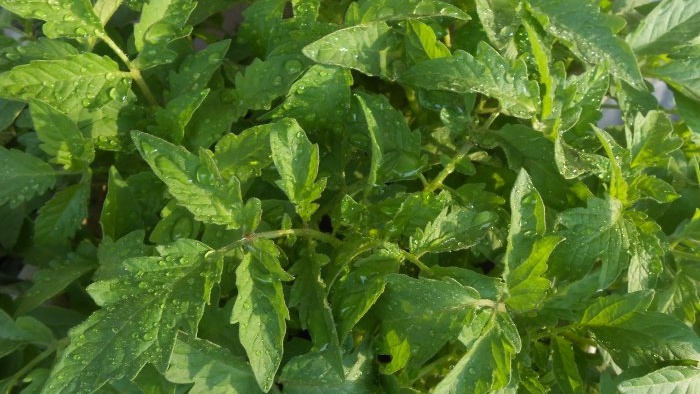 Fertilizante gratuito que aumentará el rendimiento de tomates, pimientos y pepinos.