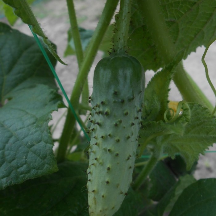 Fertilizzante gratuito che aumenterà la resa di pomodori, peperoni e cetrioli