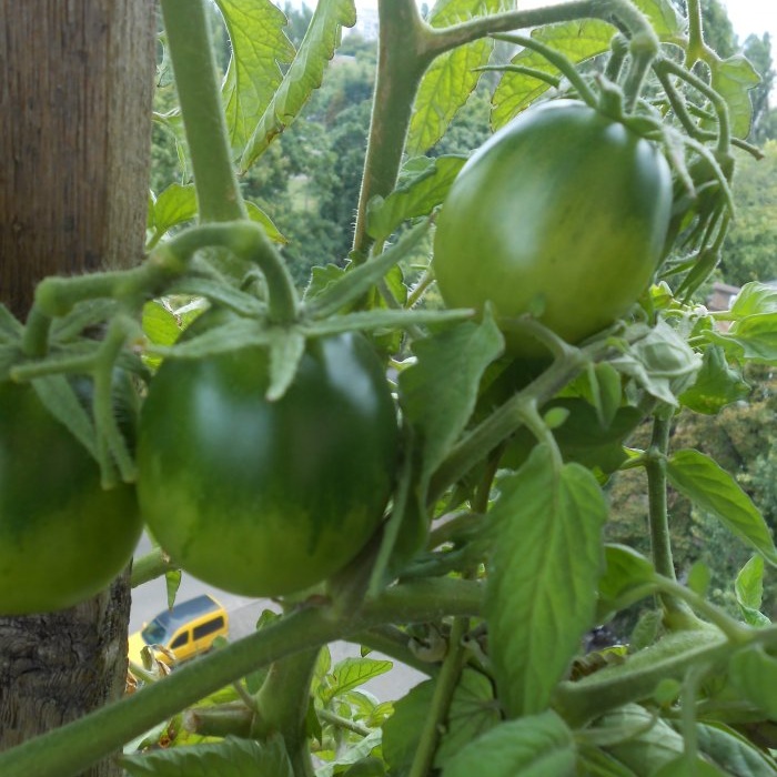 Nemokamos trąšos, kurios padidins pomidorų, paprikų ir agurkų derlių
