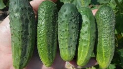 Gjødsling tilgjengelig for alle for beskyttelse og stor høsting av agurker