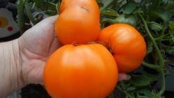 Bladfôring av tomater med borsyre for å øke avlingen