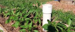 Paano gumawa ng mga compost worm para sa iyo. Paggawa ng vermicomposter mula sa mga PVC pipe