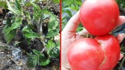 Pemakanan tomato yang paling murah dan paling berkesan selepas penanaman