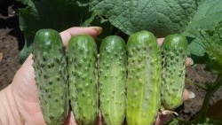 2 accessible ways to control aphids on cucumbers