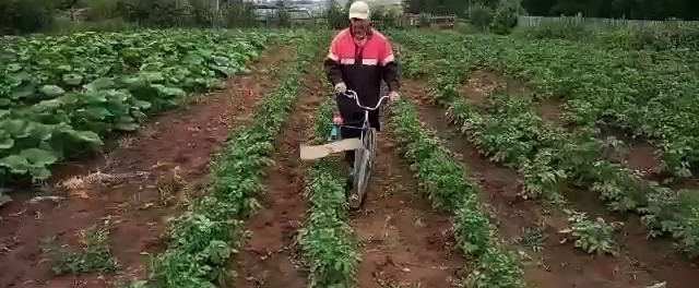 Velosipēds un skrūvgriezis 10 minūšu laikā atbrīvos kartupeļu gabalu no Kolorādo kartupeļu vaboles.