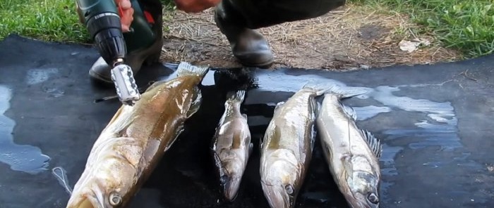 We maken de vangst binnen een paar minuten schoon tijdens het vissen met een schroevendraaier