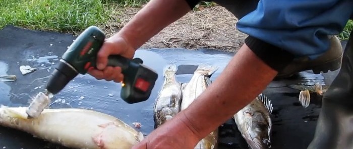 Vi rengör fångsten med en skruvmejsel när vi fiskar på ett par minuter