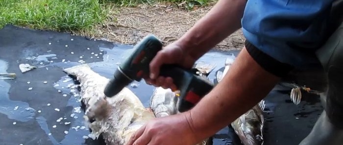 Vi rengör fångsten med en skruvmejsel när vi fiskar på ett par minuter