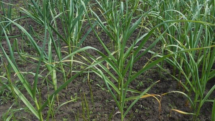 Three dressings of garlic for a large harvest