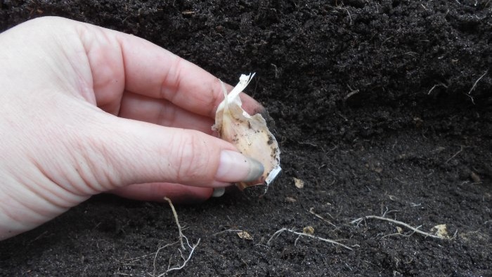 Trois vinaigrettes à l'ail pour une grosse récolte