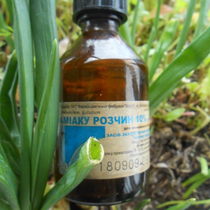 Three dressings of garlic for a large harvest