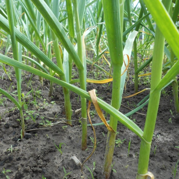 Tiga pembalut bawang putih untuk tuaian yang banyak