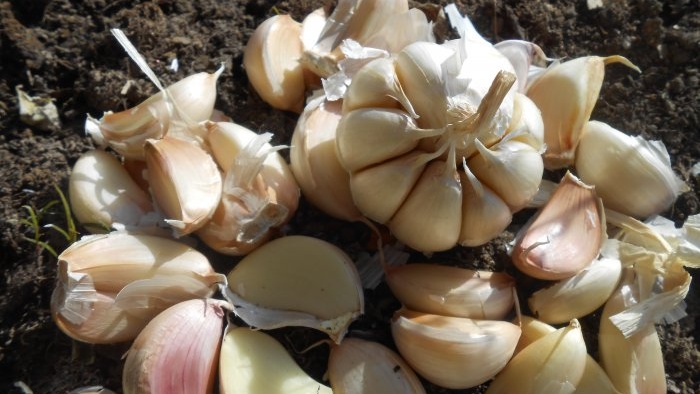 Three dressings of garlic for a large harvest