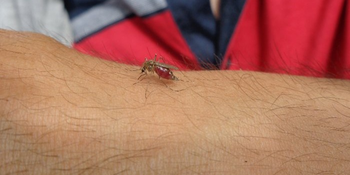 Kako se riješiti svrbeža nakon uboda komarca u 20 sekundi