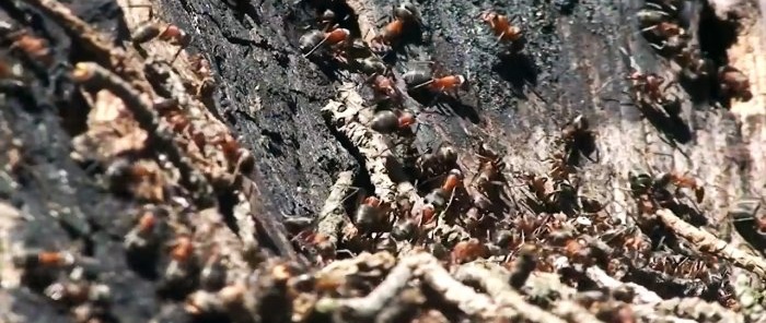 Eine Methode, die Ihren Garten für immer von Ameisen befreit