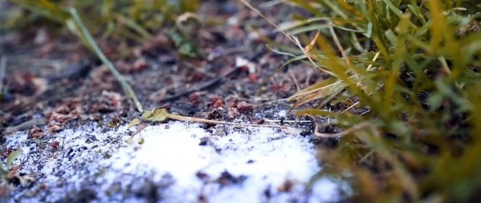 En metode som vil befri hagen din for maur for alltid