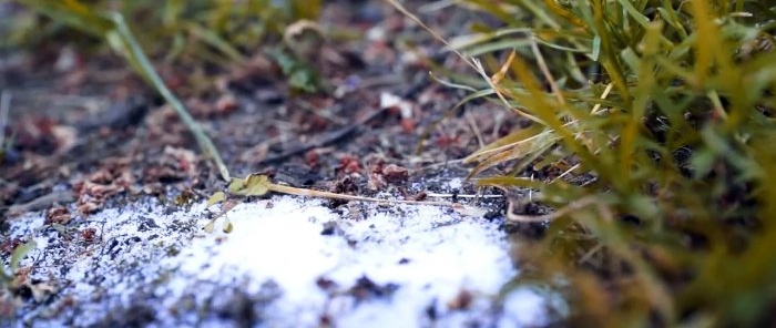 Metodas, kuris amžiams išlaisvins jūsų sodą nuo skruzdėlių