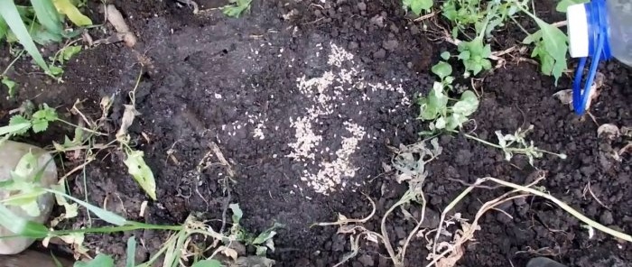 Vi driver ut myror ur växthuset på 5 minuter med en extremt enkel metod