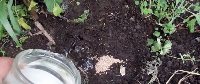 Прогонваме мравките от оранжерията за 5 минути с изключително лесен метод