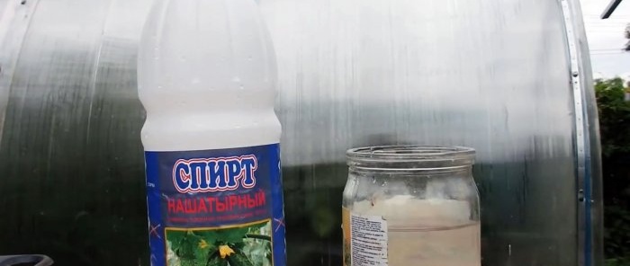 We drive ants out of the greenhouse in 5 minutes with an extremely simple method