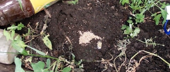 Vi driver maur ut av drivhuset på 5 minutter med en ekstremt enkel metode