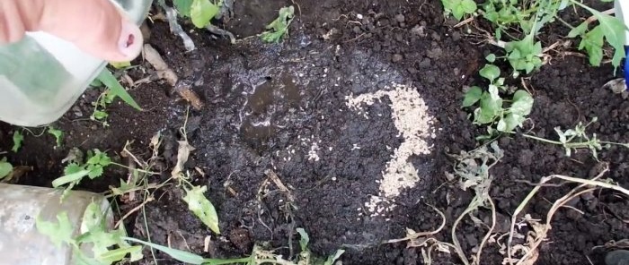We drive ants out of the greenhouse in 5 minutes with an extremely simple method