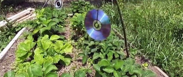 Wie man einen einfachen Vogelschutz aus Beeren herstellt