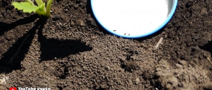 Niszczymy mrówki niezwykle prostą metodą