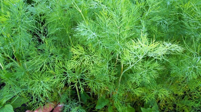 Pagkolekta at pagpapatuyo ng dill sa mga natural na kondisyon