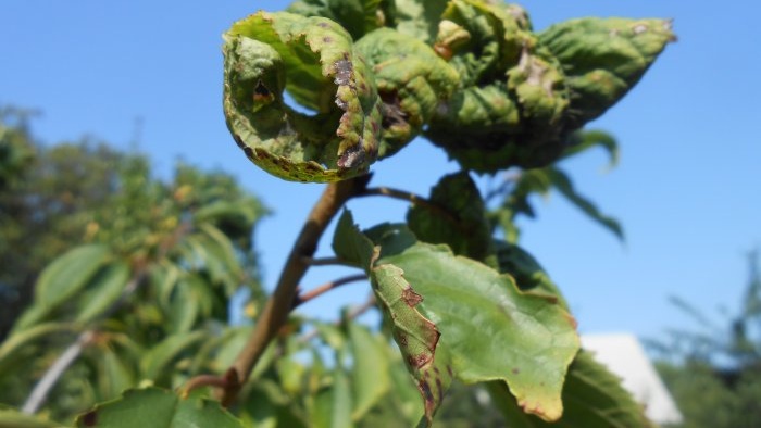 Hoe bladluizen succesvol te bestrijden zonder pesticiden te gebruiken