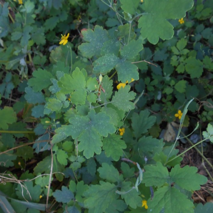 Comment lutter avec succès contre les pucerons sans utiliser de pesticides