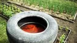 Как да използвате автомобилни гуми в градината с голяма полза