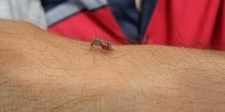 20 saniyede bir sivrisinek ısırığı sonrası kaşıntıdan nasıl kurtulurum