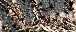 Une façon de débarrasser définitivement votre jardin des fourmis
