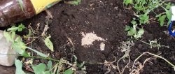 We drive ants out of the greenhouse in 5 minutes with an extremely simple method