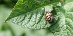 Kumbang tidak akan terbang ke kentang jika anda menyediakan ubat mudah ini.
