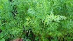 So as not to buy later: how to properly collect and dry dill at home in natural conditions