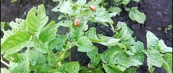 Poison du doryphore de la pomme de terre acheté à l'épicerie