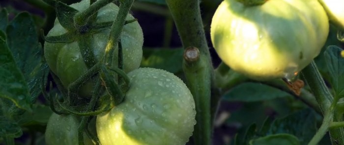 Iedereen lachte totdat ze het resultaat zagen: voeren voor de zetting van het fruit.