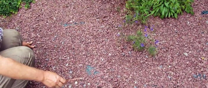 Cómo deshacerse de las malas hierbas en un macizo de flores con 50 años de garantía