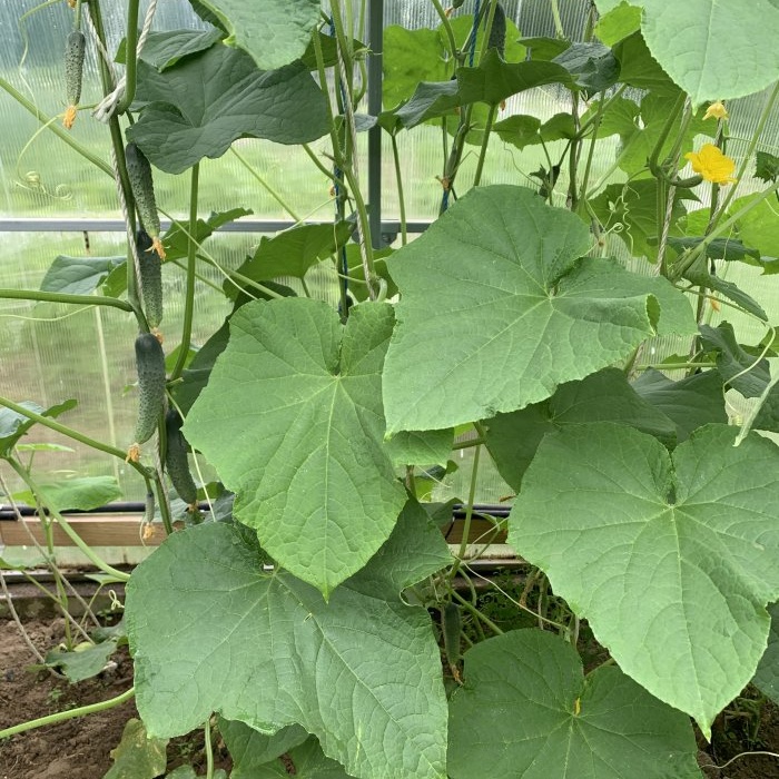 Ik deel de geheimen van het kweken van een rijke oogst komkommers