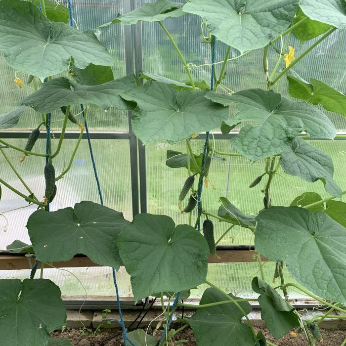 I share the secrets of growing a rich harvest of cucumbers