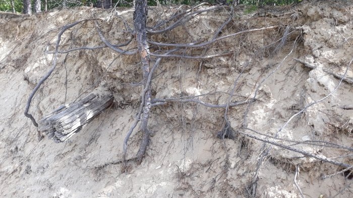 Come accendere il fuoco nella foresta senza fiammiferi o accendino