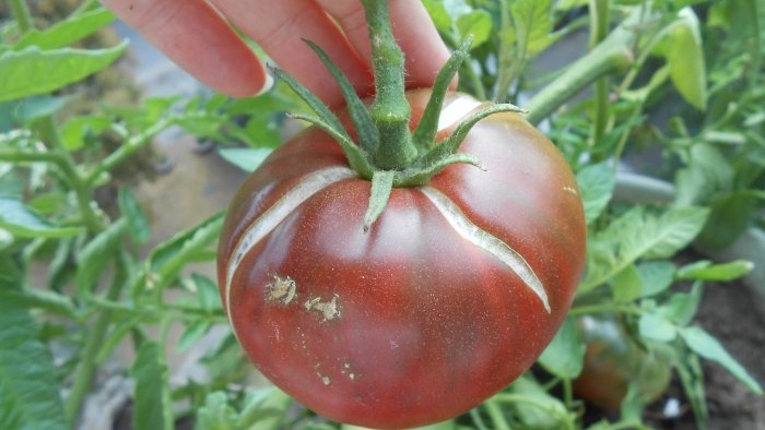 Une simple prévention des tomates au milieu de l'été éliminera le mildiou