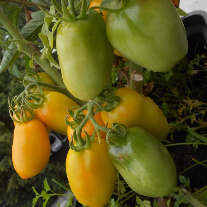 Une simple prévention des tomates au milieu de l'été éliminera le mildiou