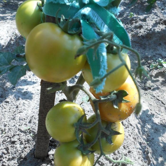 Pencegahan mudah tomato pada pertengahan musim panas akan menghilangkan penyakit hawar lewat